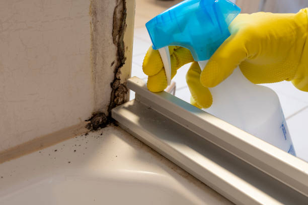 Best Mold Damage Repair  in Sackets Harbor, NY