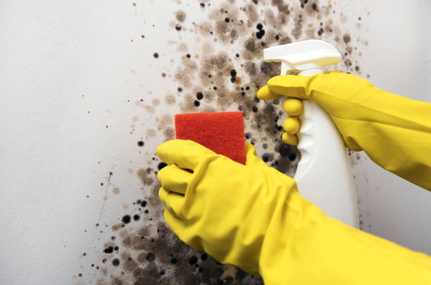 Best Black Mold Removal  in Sackets Harbor, NY